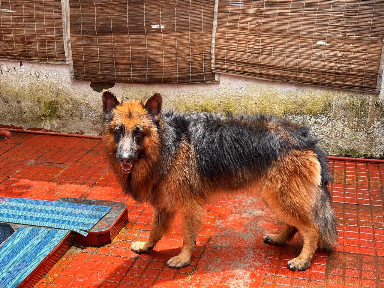 Bruno the German Shepherd relaxing at home
