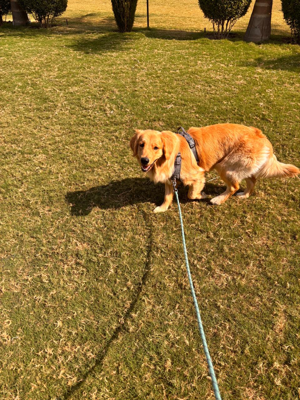 Goofy, Golden Retriever
