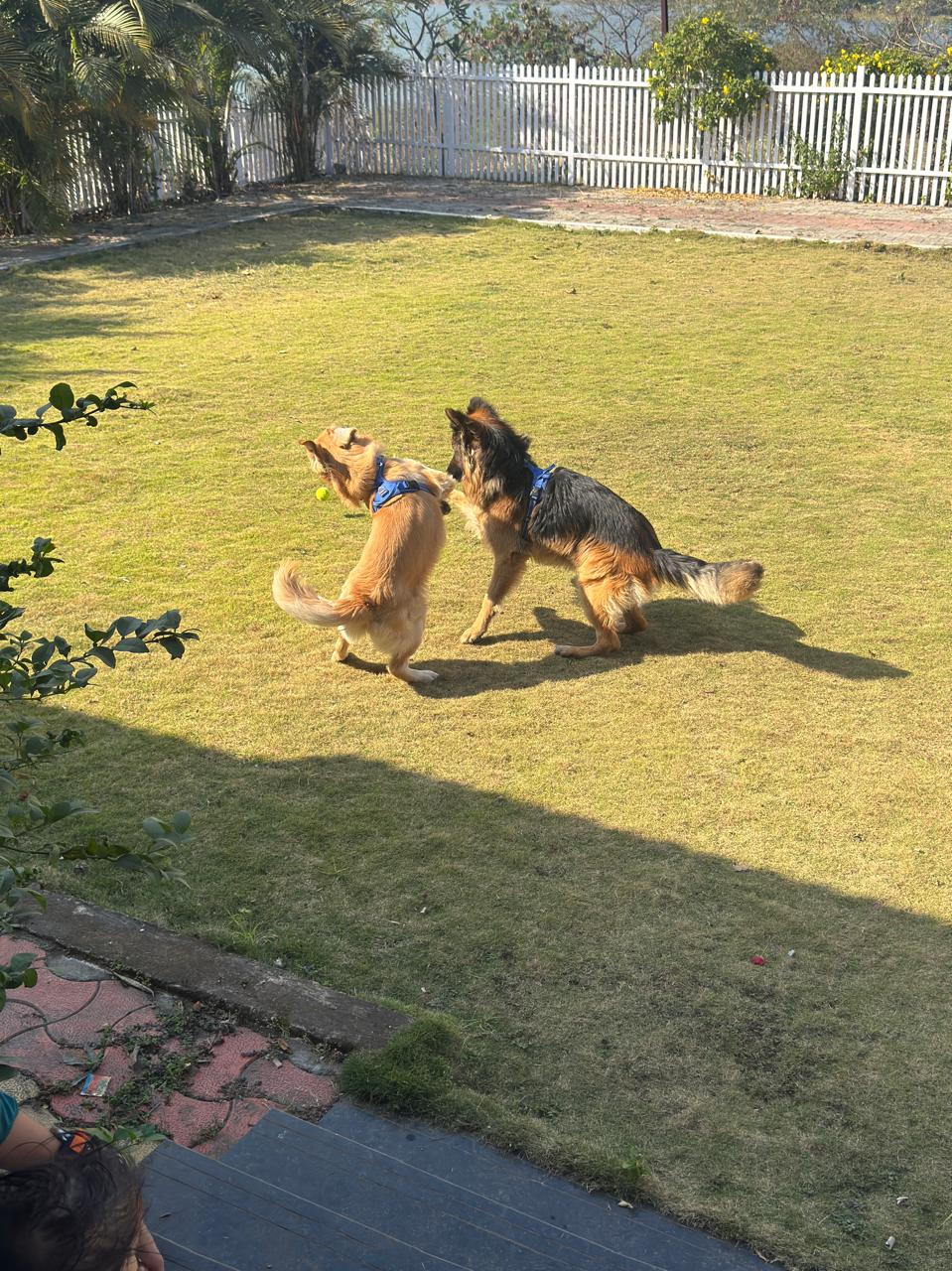 Dogs playing in the secure garden at the Paw Brothers home in Pune